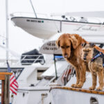 porto turistico pet friendly bova marina costa dei saraceni