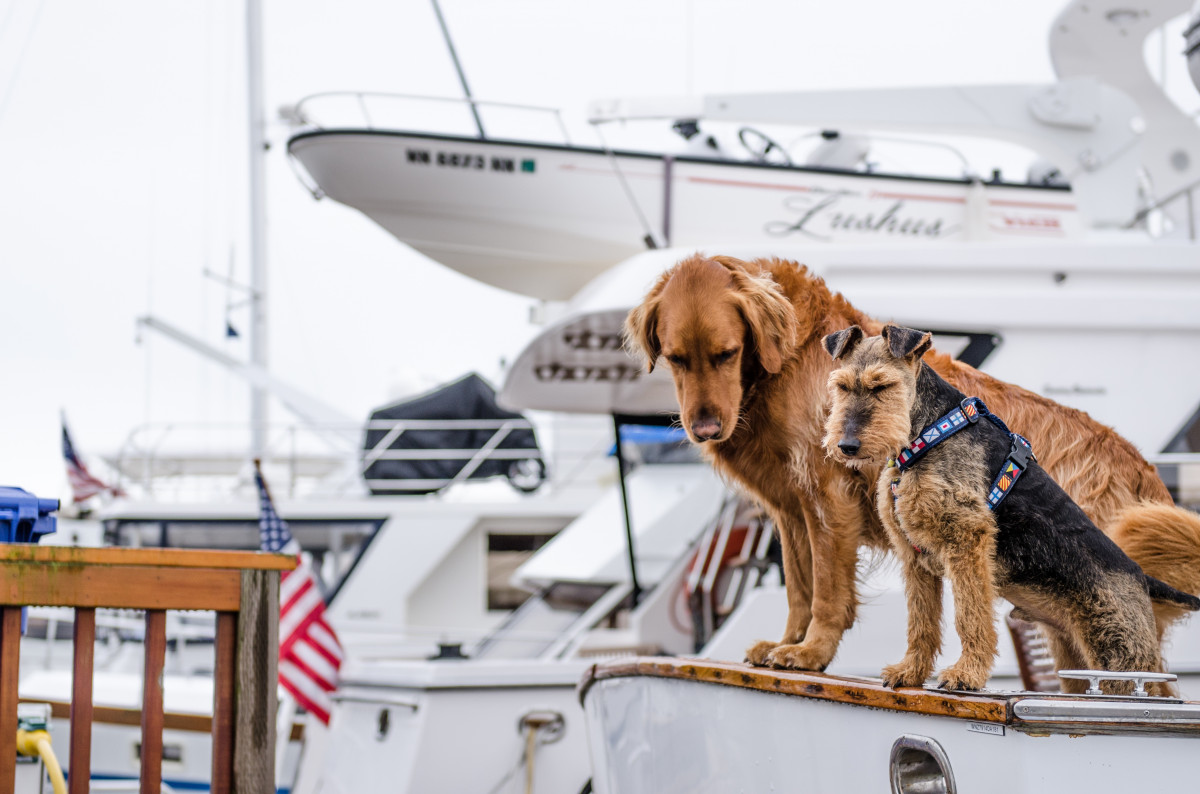 Costa dei Saraceni: Il Porto Turistico Pet Friendly a Bova Marina
